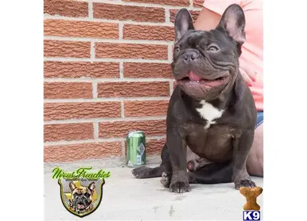 French Bulldog